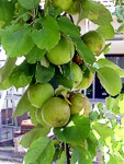 Zum Apfelbaum