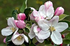 Apfelblüte
